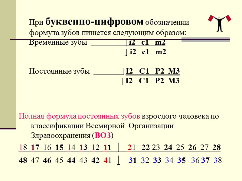 Полная формула постоянных зубов взрослого человека по классификации Всемирной  Организации Здравоохранения (ВОЗ) 18
